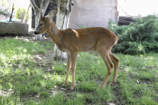 Outdoor picture of a cute baby deer playing in the garden