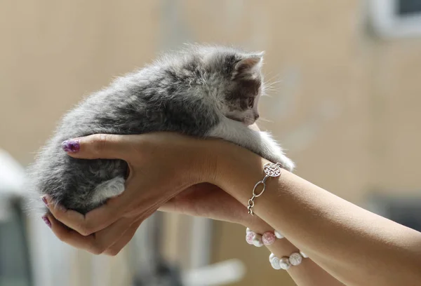 Closeup Picture Newborn Kitten Woman Hands — Stock Photo, Image