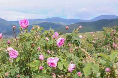 Bulgaristan 'ın Gül Vadisi' nin resimli manzarası gül tarlalarıyla ünlüdür
