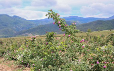 Bulgaristan 'ın Gül Vadisi' nin resimli manzarası gül tarlalarıyla ünlüdür