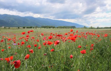 Muhteşem dağlarla çevrili kırmızı haşhaş tarlasıyla yaz manzarası