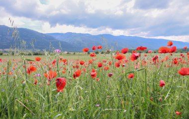 Muhteşem dağlarla çevrili kırmızı haşhaş tarlasıyla yaz manzarası
