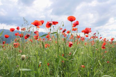 Muhteşem dağlarla çevrili kırmızı haşhaş tarlasıyla yaz manzarası