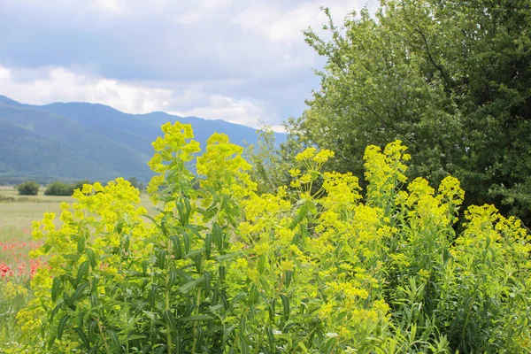 Summer Landscape Yellow Bushes Beautiful Mountains — Stock Photo, Image