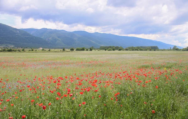 Summer Landscape Field Red Poppies Surrounded Magnificent Mountains — Stock Photo, Image