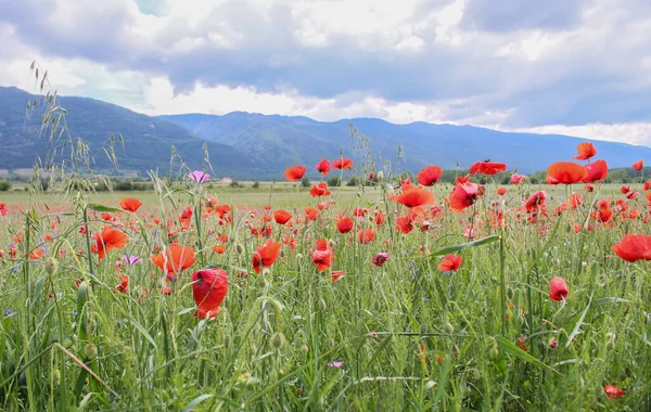 Paisagem Verão Com Campo Papoilas Vermelhas Rodeado Por Montanhas Magníficas — Fotografia de Stock