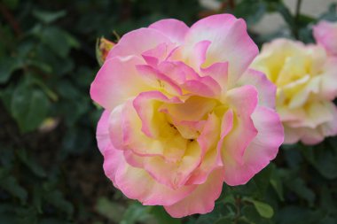 Güzel bir yaz bahçesindeki güzel bir gül çalısının yakın çekimi.