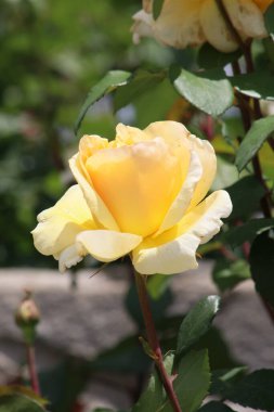 Güzel bir yaz bahçesindeki güzel bir gül çalısının yakın çekimi.