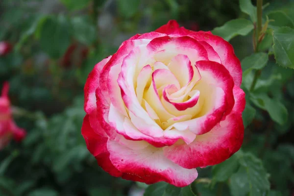Nahaufnahme Von Einem Schönen Rosenstrauch Einem Schönen Sommergarten — Stockfoto