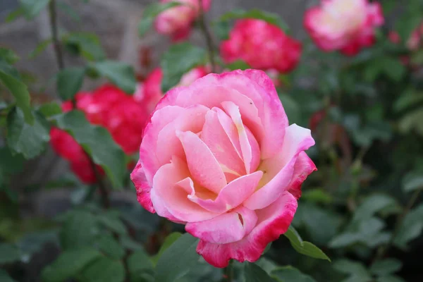 Close Picture Lovely Rose Bush Beautiful Summer Garden — стоковое фото