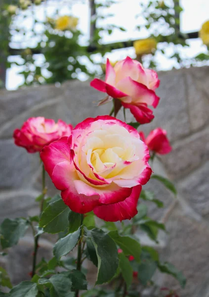 Nahaufnahme Von Einem Schönen Rosenstrauch Einem Schönen Sommergarten — Stockfoto