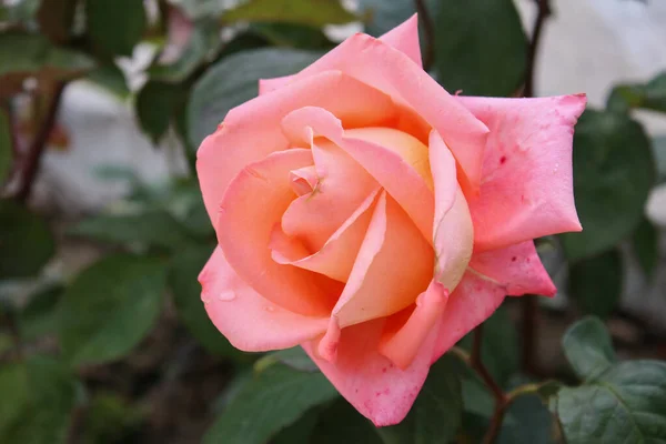 Nahaufnahme Von Einem Schönen Rosenstrauch Einem Schönen Sommergarten — Stockfoto