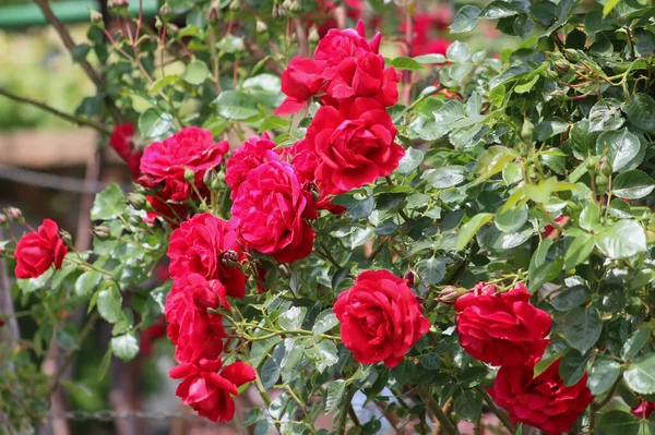 在一个美丽的夏季花园里 一个可爱的玫瑰花丛的合影 — 图库照片