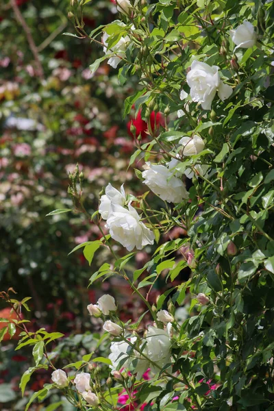 Nahaufnahme Von Einem Schönen Rosenstrauch Einem Schönen Sommergarten — Stockfoto