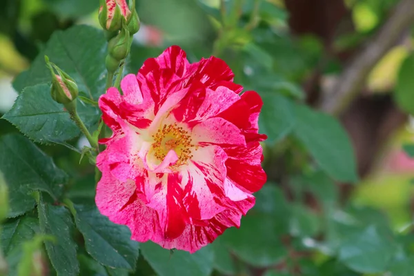 Image Rapprochée Beau Rosier Dans Beau Jardin Été — Photo