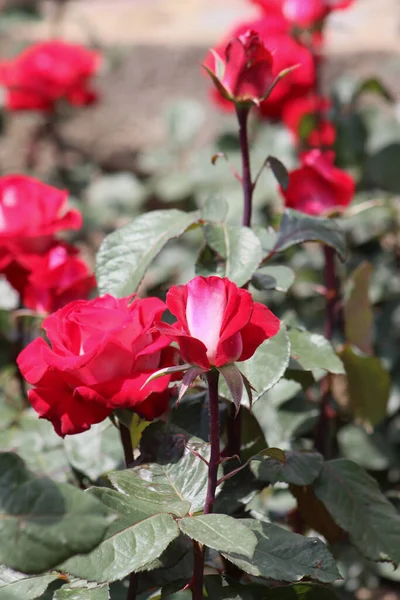 Image Rapprochée Beau Rosier Dans Beau Jardin Été — Photo