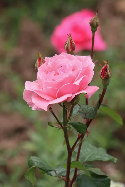 Nahaufnahme Von Einem Schönen Rosenstrauch Einem Schönen Sommergarten — Stockfoto
