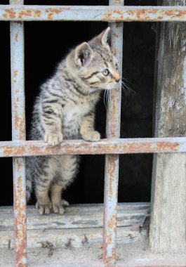 Eski bir bodrumun paslı penceresinden dışarı bakan sevimli bir kedi yavrusu.