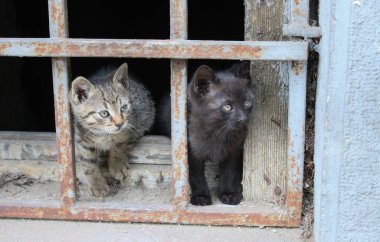 Eski bir bodrumun paslı penceresinde oynayan iki sevimli kedi yavrusu. 