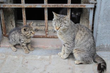 Eski bir bodrumun demir paslı çitlerinin önünde oynayan üç sevimli evsiz kedi yavrusu.