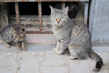 Eski bir bodrumun demir paslı çitlerinin önünde oynayan üç sevimli evsiz kedi yavrusu.