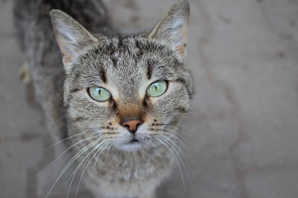 Portrait Cute Homeless Cat Posing Street — Stock Photo, Image