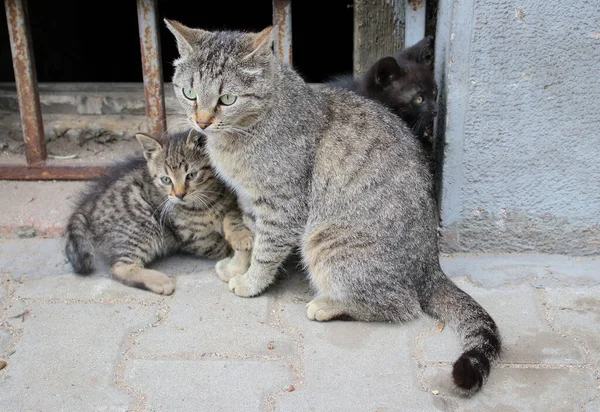 古い地下室の錆びたフェンスの前で遊んでいる3つのかわいいホームレスの子猫 — ストック写真