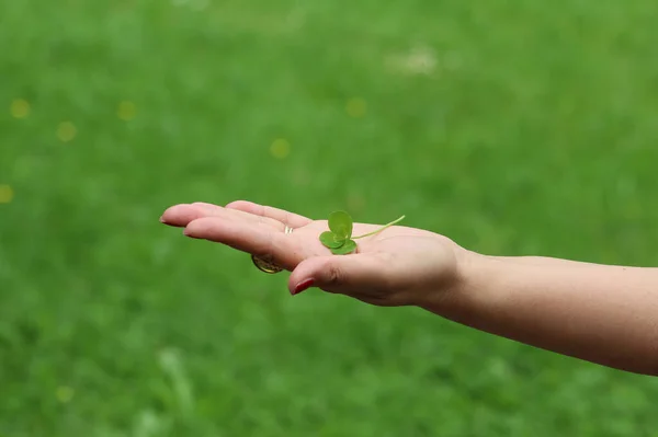 一个女人的手拿着四片叶子三叶草的照片 — 图库照片