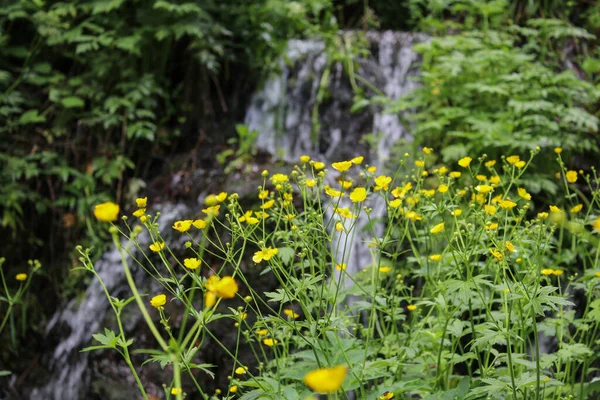Malebné Letní Vodopády Zeleném Lese — Stock fotografie