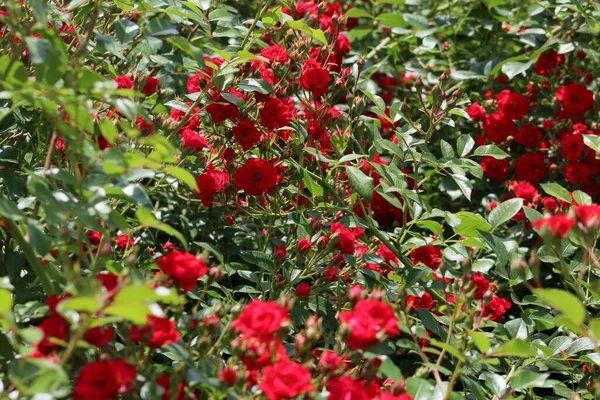 Gyönyörű Rózsák Nyári Kertjének Képe — Stock Fotó