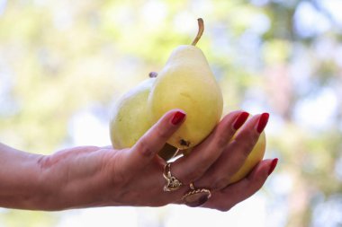 Elleri olgun sarı armutları tutan sonbahar konsepti