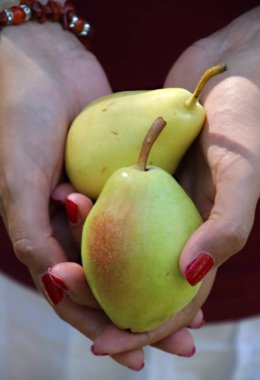 Elleri olgun sarı armutları tutan sonbahar kavramı