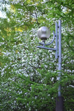 Park hızı ve tezgah lambası altında basit natürmort fotoğraf
