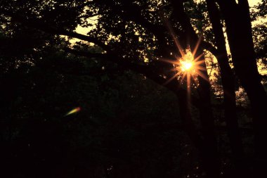 Vahşi doğa görünümü sahne fotoğraf günbatımı parlama ile