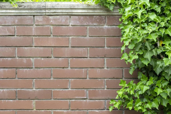 Kırmızı tuğla duvarın yeşil sarmaşık olan basit fotoğraf arka plan deseni