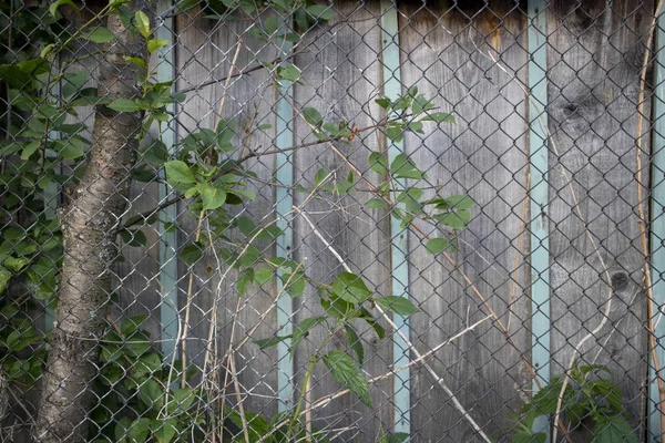 Soyut resim doku tasarımcıları ahşap duvar metal parçası ile sıva çit çapraz ve ile ağaç yapraklar