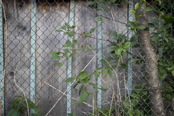 Soyut resim doku tasarımcıları ahşap duvar metal parçası ile sıva çit çapraz ve ile ağaç yapraklar