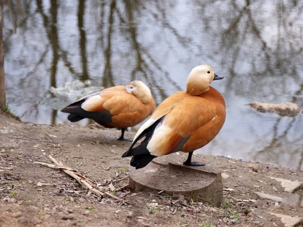 Photo of red duck near the water.