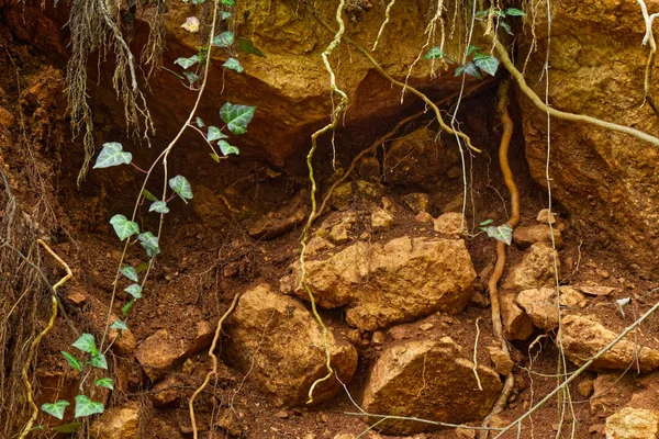 Liana kökleri ile taş ve toprak arka plan görüntüsü.