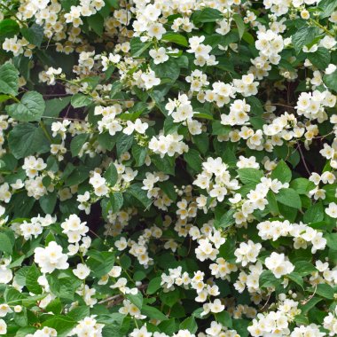 Bahar aylarında meyve ağacı çiçekleri Dikişsiz fotoğraf deseni. Mayıs reklam proje arka plan görüntüsü için kullanarak.