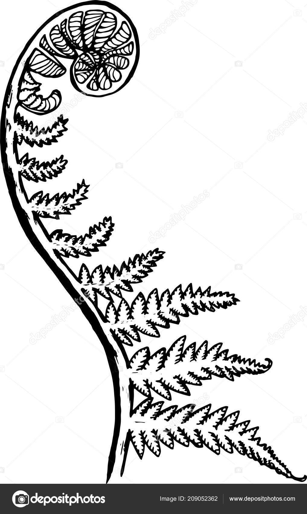 Vector: spiral ferns | Black and white picture of a fractal leaf