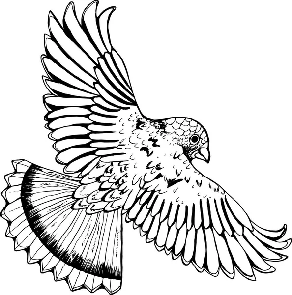Černá a bílá kresba orla. Ptáka v letu — Stockový vektor