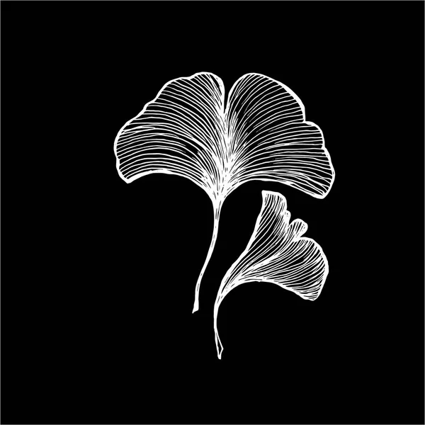 Vecteur de feuilles ginkgobiloby. Dessin noir et blanc à la main. Craie sur un tableau noir — Image vectorielle