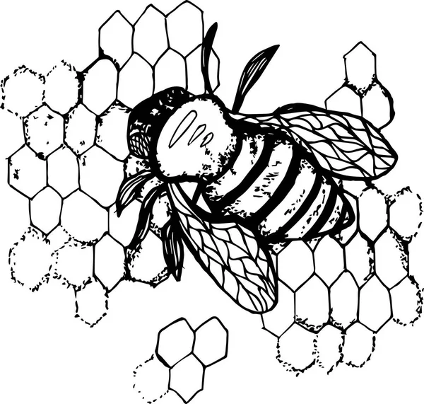 Ilustración en blanco y negro de una abeja en panal de miel . — Archivo Imágenes Vectoriales