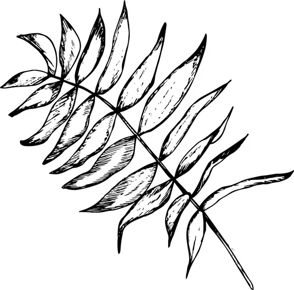 Schwarz-weiße Illustration eines Zweiges mit Blättern. Fraktale Pflanze — Stockvektor