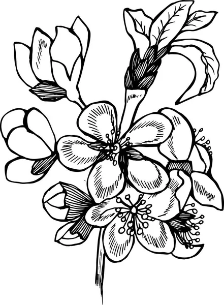 Черно-белая иллюстрация вишневых цветов. Идея татуировки . — стоковый вектор