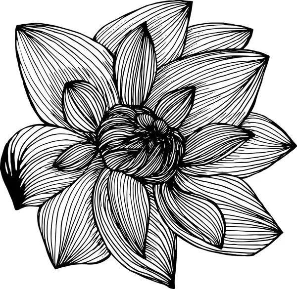 Εικονογράφηση Lotus που γίνεται από γραμμές ελεύθερου χεριού. Τατουάζ ιδέα. — Διανυσματικό Αρχείο