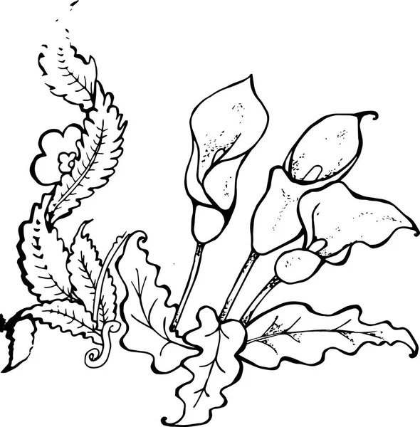 スパティフィラムの花束のイラスト。梨花の幸福. — ストックベクタ
