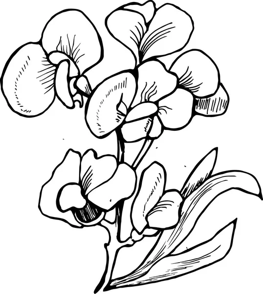 ハッチング スタイルのアイリスの花のイラスト. — ストックベクタ