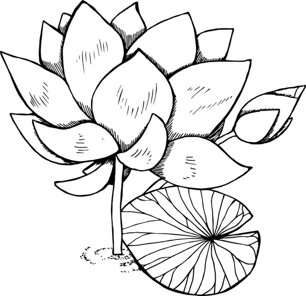 Lotus-Illustration aus Freihandlinien. Tätowierung. — Stockvektor